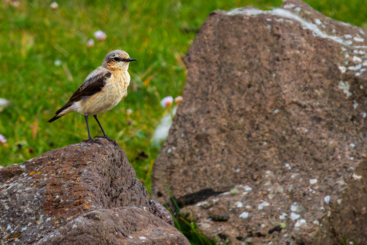  Oenanthe oenanthe on a rock in Shetland
